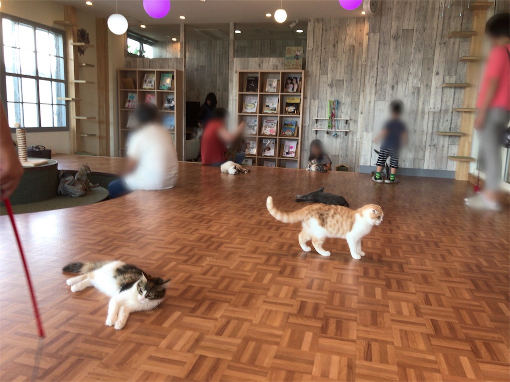 江ノ島の猫カフェ「空陸家」