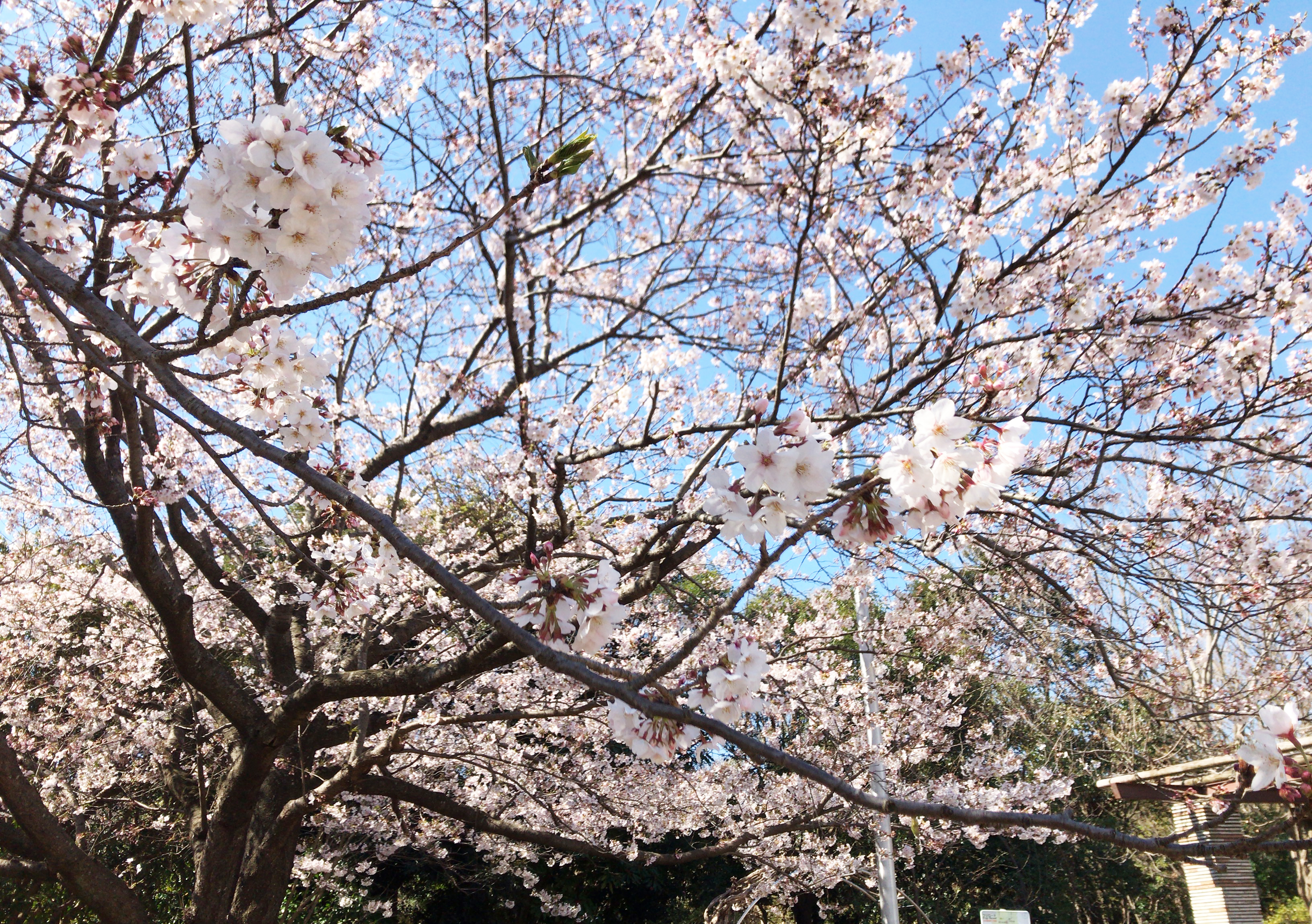 長久保公園の桜